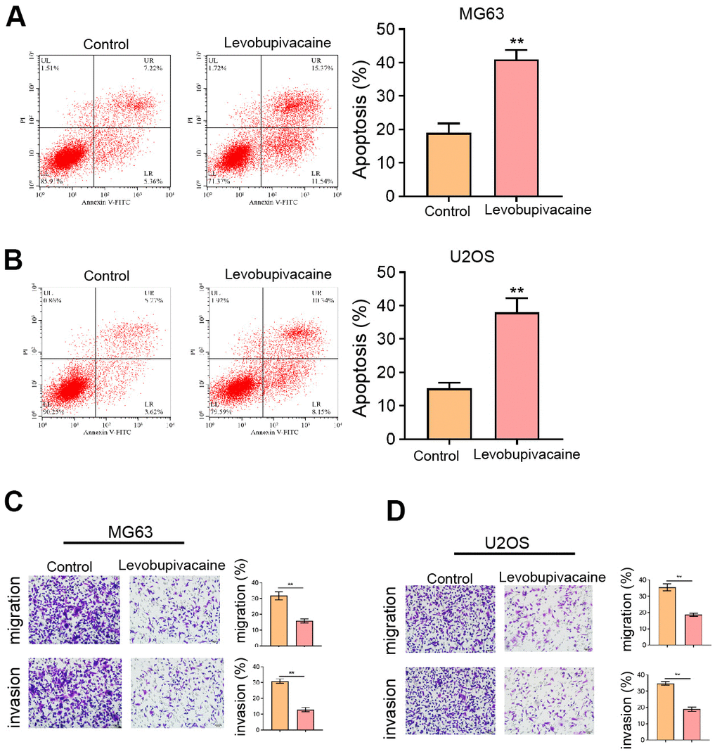Levobupivacaine induces osteosarcoma cell apoptosis and represses invasion. (A–D) MG63 and U2OS cells were treated with levobupivacaine (2 mM). (A,B) Cell apoptosis was analyzed by Annexin V/PI apoptosis detection kit. (C,D) Cell invasion and migration were detected by transwell assays. mean ± SD, ** P 