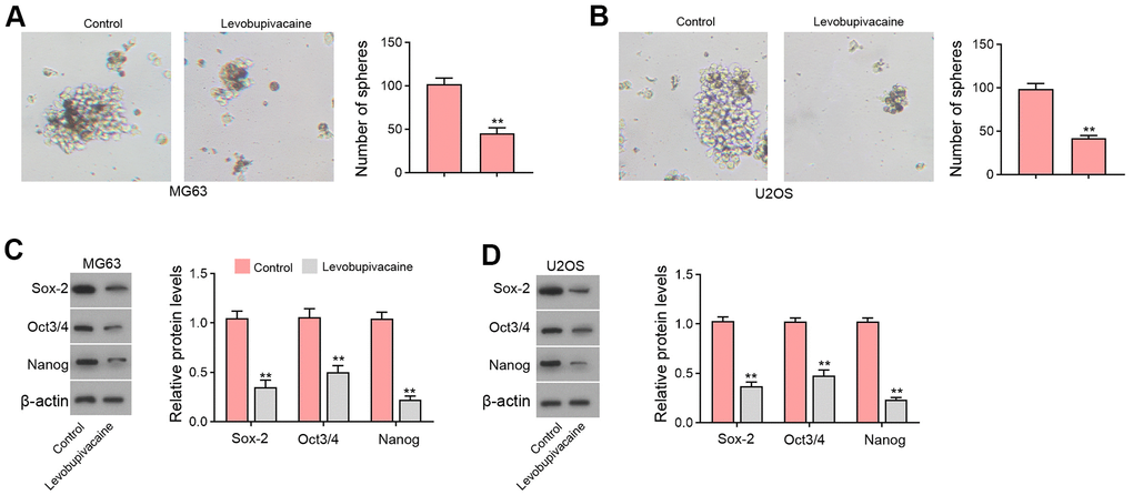 Levobupivacaine suppresses CSCs properties of osteosarcoma cells. (A–D) MG63 and U2OS cells were treated with levobupivacaine (2 mM). (A,B) The stemness was measured by sphere formation assays. (C,D) The protein levels of Sox-2, Oct3/4, and Nanog were analyzed by Western blot. mean ± SD, ** P 