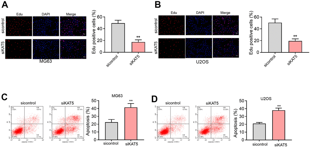 The inhibition of KAT5 reduces cell proliferation and induces cell apoptosis in osteosarcoma cells. (A–D) MG63 and U2OS cells were transfected with KAT5 siRNA. (A, B) Cell proliferation was detected by Edu assays. (C, D) Cell apoptosis was analyzed by Annexin V/PI apoptosis detection kit. mean ± SD, ** P 