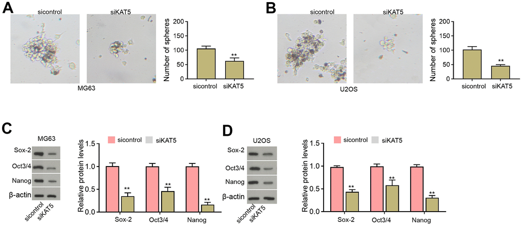 The inhibition of KAT5 represses CSCs properties of osteosarcoma cells. (A–D) MG63 and U2OS cells were transfected with KAT5 siRNA. (A, B) The stemness was measured by sphere formation assays. (C, D) The protein levels of Sox-2, Oct3/4, and Nanog were analyzed by Western blot. mean ± SD, ** P 