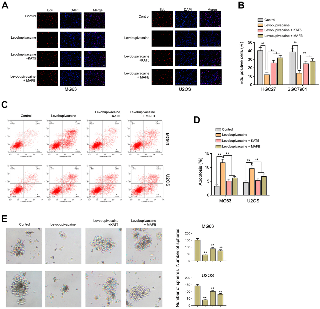 Levobupivacaine attenuates cell proliferation and CSCs properties of osteosarcoma cells by regulating KAT5/MAFB. (A–E) MG63 and U2OS cells were treated with levobupivacaine, or co-treated with levobupivacaine and KAT5 or MAFB overexpression vectors. (A,B) Cell proliferation was detected by Edu assays. (C, D) Cell apoptosis was analyzed by Annexin V/PI apoptosis detection kit. (E) The stemness was measured by sphere formation assays. mean ± SD, ** P 