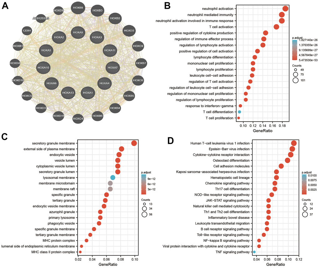 Analysis the function of HOXAs in LGG. (A) Analysis the co-expression genes of HOXAs in LGG examined by GeneMANIA databases. (B, C) Analysis the GO term of HOXAs in LGG. (D) Analysis the KEGG signaling pathway of HOXAs in LGG.