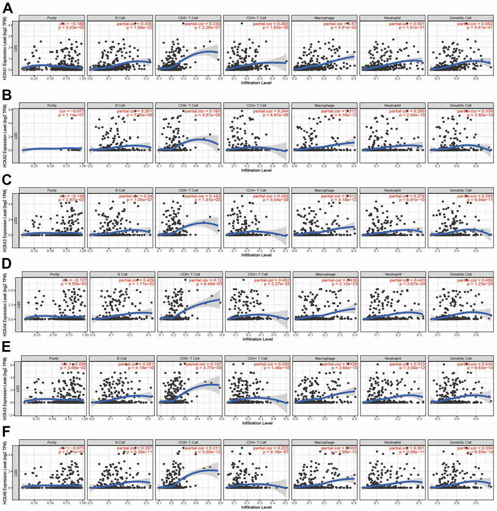 Analysis the correlation between HOXAs expression and diverse immune cell infiltration. (A–F) The correlation between HOXAs expression and diverse immune cell infiltration in LGG examine by TIMER database. *p 