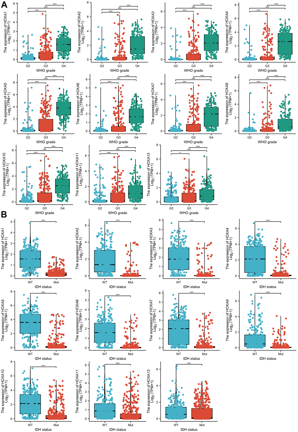 The correlation between HOXAs expression and clinical information in LGG. (A, B) The correlation between HOXAs expression and clinical features, including the higher tumor grades and IDH mutation status in glioma based on TCGA-LGG. *p 