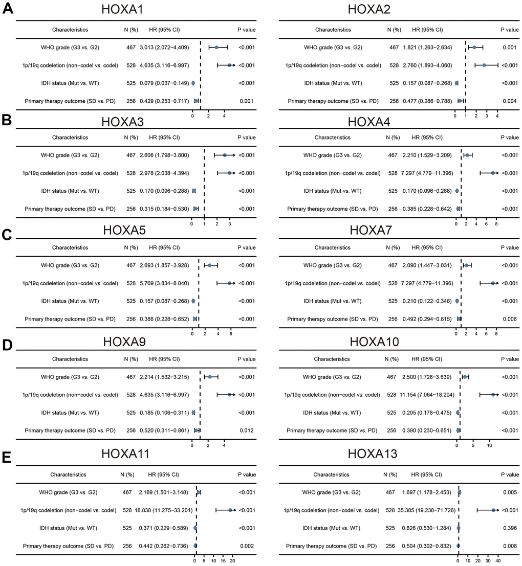 Logistic regression analysis of correlation between clinic-pathological features and HOXAs expression in LGG patients. (A–E) Logistic regression analysis of correlation between clinic-pathological features and HOXAs expression in LGG patients.