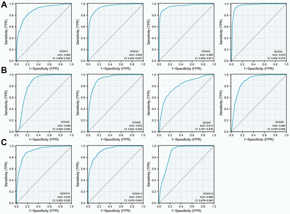 The diagnosis values of HOXAs in LGG. (A–C) ROC curve analysis the diagnosis values of HOXAs in LGG.