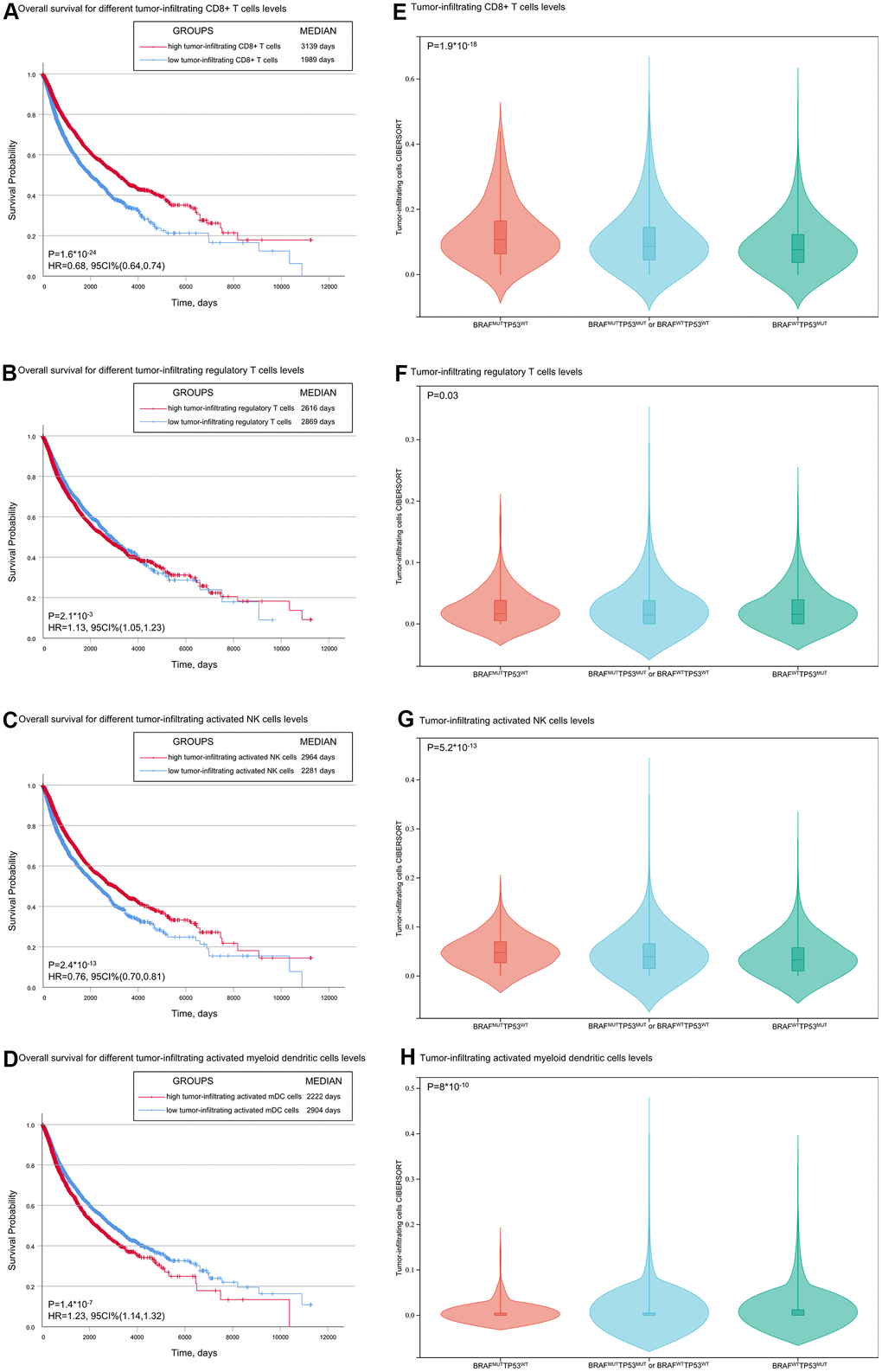 Associations of overall survival and TP53 and BRAF mutation types with tumor-infiltrating immune cells. (A, B) Patients with low tumor-infiltrating CD8+ T cells/activated NK cells had shorter OS than patients with high tumor-infiltrating CD8+ T cells/activated NK cells. (C, D) Patients with low tumor-infiltrating regulatory T cells /activated myeloid dendritic cells had shorter OS than patients with high regulatory T cells /activated myeloid dendritic cells. (E–H) The level of tumor infiltrating CD8+ T cells was correlated with the mutation of TP53/BRAF. Data was from TCGA database.