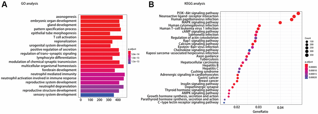 (A) Gene ontology (GO) and (B) Kyoto encyclopedia of gene and genomes (KEGG) pathway analysis of different expression mRNAs between TP53MUTBRAFWT and BRAFMUTTP53WT.