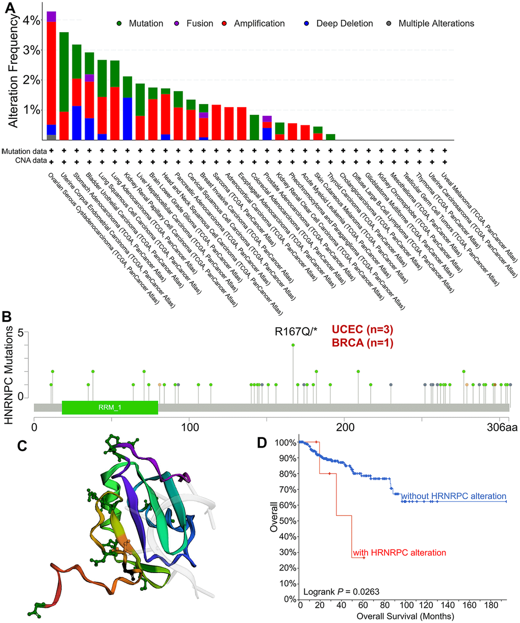 Mutation types and mutation sites of HNRNPC in TCGA tumors. (A) Mutation frequency and mutation type of HNRNPC in pan-cancer. (B) The mutation site of HNRNPC and the number of related cases at this mutation site. (C) The three-dimensional structure of HNRNPC. (D) the possible link between mutation status and overall survival in Kidney Renal Papillary Cell Carcinoma (P