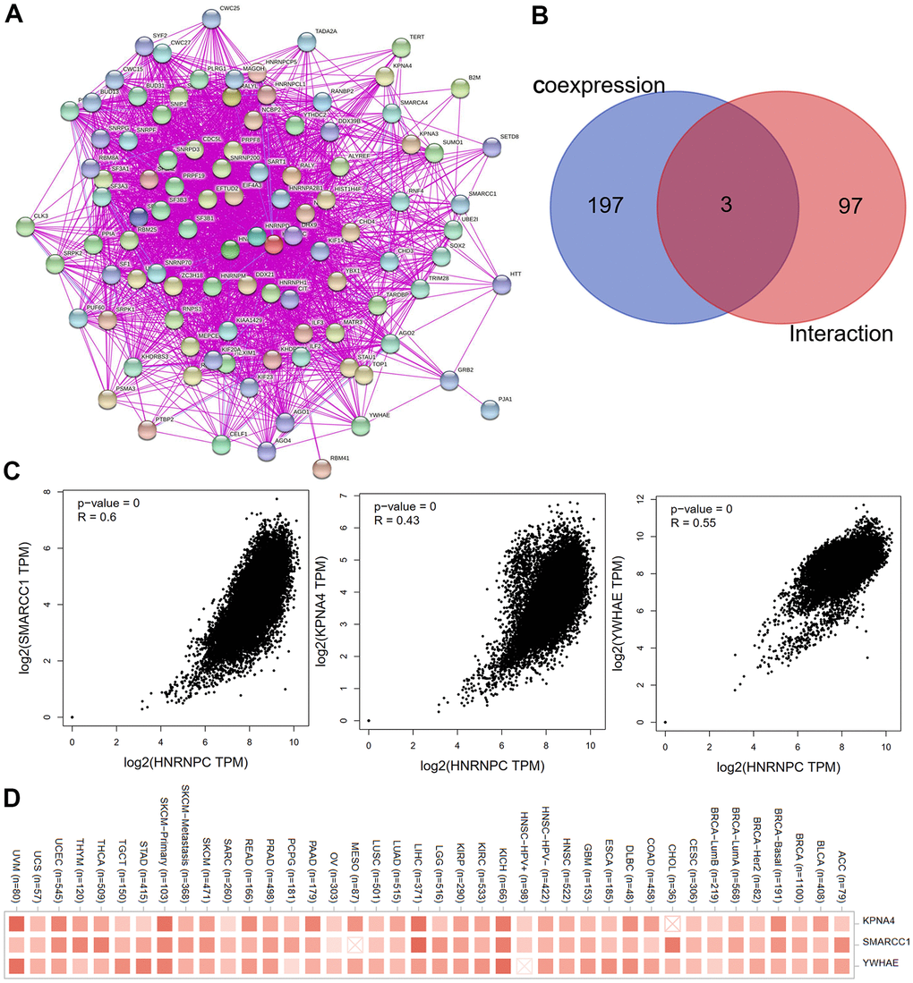 Screening for HNRNPC-related genes. (A) The interaction network of the first hundred experimentally determined HNRNPC-binding proteins by STRING. (B) Venn diagram was used to look at the intersection genes of the two databases (100 HNRNPC-binding proteins by STRING; 200 HNRNPC-related genes using the cBioPortal online). (C) The scatter plot was used to observe the correlation between KPNA4, SMARCC1, YWHAE and HNRNPC. (D) Corresponding heatmap data for KPNA4, SMARCC1, YWHAE in pan-cancer.