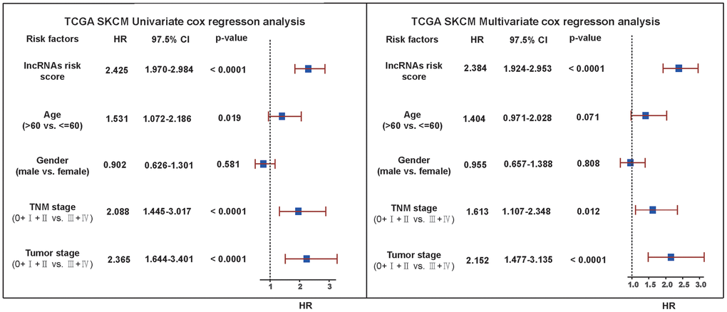 Univariate and multivariate Cox regression analysis verification. Univariate and multivariate Cox analysis results for other factors affecting SKCM including lncRNA risk score, age, gender, TNM stage and tumor stage. The vertical dotted line represented HR=1. We considered HR>1 as a survival disadvantage and HR