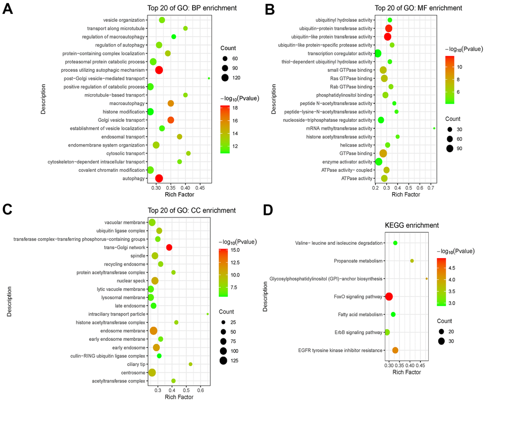 Functional enrichment analysis of mRNAs co-expressed with lncRNAs. (A–C) GO analysis including BP enrichment analysis (A), CC enrichment analysis (B), MF enrichment analysis (C). (D) KEGG pathway enrichment analysis. Abbreviations: GO: Gene Ontology; BP: Biological Process; CC: Cellular Component; MF: Molecular Function; KEGG: Kyoto Encyclopedia of Genes and Genomes.