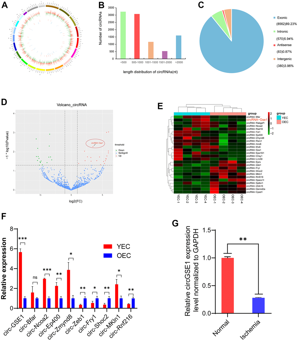 Profiling of circRNAs in old endothelial cells (OECs) and young endothelial cells (YECs). (A) The circle shows the distribution and expression of differentially expressed circRNAs and mRNAs on mouse chromosomes. The outer, middle and inner layers represent the mouse chromosomes, mRNAs and circRNAs, respectively. Red represents upregulation, and green represents downregulation in YECs. (B) The distribution of circRNAs of different lengths in YECs compared with OECs. (C) Different mouse genomic sources of differential circRNAs. (D) Volcano map of circRNAs in YECs compared with OECs. Red represents upregulation, green represents downregulation, and blue represents no significant difference. (E) The heat map shows the differentially expressed circRNAs in OECs and YECs. The red bars represent upregulation, and the blue bars represent downregulation. (F) qRT-PCR shows ten of the most significant differences circRNAs expression in YECs compared with OECs; the expression was normalized to that of GAPDH (n=3). (G) qRT-PCR analysis of circGSE1 expression in the lower limb gastrocnemius muscles of mice with femoral artery ligation ischaemia; expression was normalized to that of GAPDH (n=3). (The data are expressed as the mean ± SD, *P 