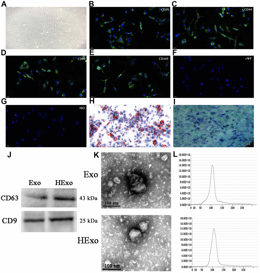 Characterization of exosomes released by adipose-derived mesenchymal stem cells (ADSCs). (A) ADSCs showed a typical cobblestone-like morphology. Scale bar: 30 μm. (B–G) Immunofluorescence staining of cell surface markers. The antibodies were labeled with fluorescein isothiocyanate (FITC, green). CD29, CD90, CD44, and CD105 were positive. The von Willebrand Factor was negative. FITC- and PE-labeled mouse IgG isotype controls are shown (magnification: 200×). Scale bar: 30 μm. (H, I) Differentiation potential of ADSCs assessed by Oil Red O (H) and alkaline phosphatase staining (I). Scale bar: 50 μm. (J) Western blots of CD63 and CD9 expressions in exosomes from hypoxia-pretreated or wild-type ADSCs. (K) Transmission electron micrographs showing ADSC-exosome morphology. Scale bar: 100 nm. (L) Particle size distribution and concentration of ADSC-exosomes measured by nanoparticle tracking analysis.