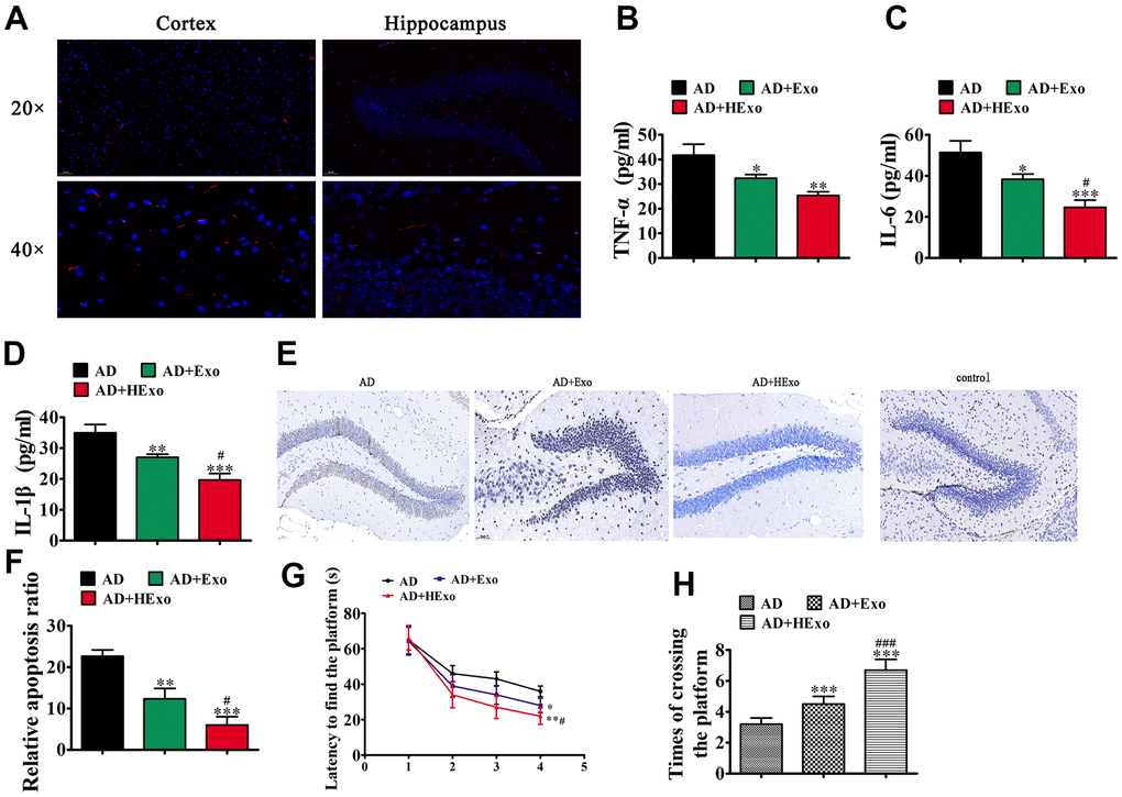 Exosomes from hypoxia-pretreated adipose-derived mesenchymal stem cells have a more therapeutic effect at improving cognitive function by decreasing neuronal damage in the hippocampus. (A) The 1,1′-dioctadecyl-3,3,3′,3′-tetramethylindocarbocyanine perchlorate-labeled exosomes are red and nuclei are counterstained with 4′,6-diamidino-2-phenylindole (blue). The injected exosomes were detected in the cortex and hippocampus. (B–D) ELISA assays showing expression of the inflammatory factors, TNF-α, IL-6, and IL-1β. Data represent mean ± SD (n=10). *P **P ***P #P E, F) Hippocampal neuron apoptosis was detected using the TUNEL assay. Data represent the mean ± SD (n=6). **P ***P #P G) Alzheimer’s disease mice exhibited a longer escape latency than exosome-treated animals. Data represent the mean ± SD (n=10). *P **P #P H) The number of platform crossings was increased in the exosome-treated group. Data represent the mean ± SD (n=10). *P ***P ###P 