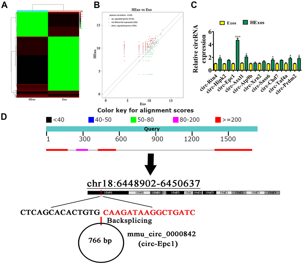 Exosomes from hypoxia-pretreated adipose-derived mesenchymal stem cells had a greater therapeutic effect at improving cognitive function when delivering circ-Epc1. (A) Heat map showing the differentially expressed circRNAs. (B) Volcano plot showing the upregulated and downregulated circRNAs from exosomes derived from ADSCs (Ex)o and hypoxia-pretreated ADSC exosomes (HExo). (C) RT-qPCR detection showing the expression of 10 upregulated circRNAs between Exo and HExo. Data are the means ± SD. *P ***P D) The chromosomal location of circ-Epc1.