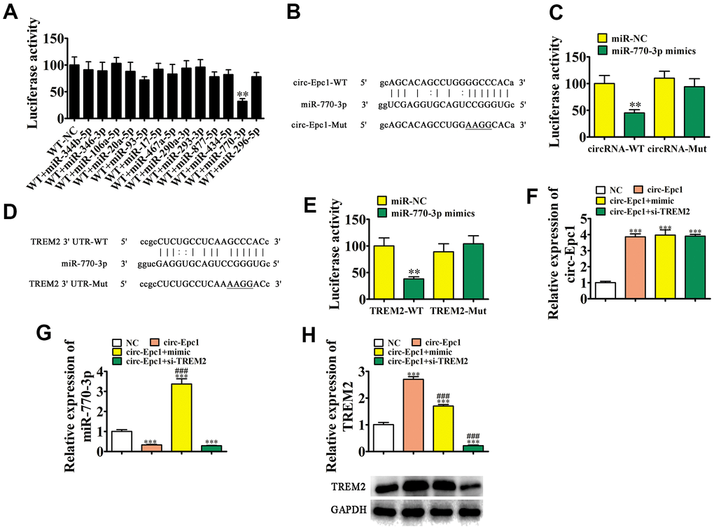 TREM2 and miR-770-3p are downstream targets of circ-Epc1. (A) Dual-luciferase reporter assays showed that co-transfecting wild-type (WT) and mimic miR-770-3p decreased the luciferase activity in HEK293T cells. Data are the means ± SD. **P B) Predicted binding sites of miR-770-3p in circ-Epc1. The mutant version of circ-Epc1 is shown. (C) Relative luciferase activity determined 48 h after transfecting HEK293T cells with the miR-770-3p mimic/NC or circ-Epc1 WT/Mut. Data are presented as the means ± SD. **P D) Predicted binding sites of miR-770-3p within the 3′-UTR of TREM2. The mutant version of the TREM2 3′-UTR is shown. (E) Relative luciferase activity determined 48 h after transfecting HEK293T cells with the miR-770-3p mimic/NC or 3′-UTR-TREM2 WT/Mut. Data are presented as the means ± SD. **P F–H) RT-qPCR and western blot detection showing the expressions of circ-Epc1, miR-770-3p, and TREM2 in BV2 cells after transfection with circ-Epc1 overexpression (circ-Epc1), miR-770-3p mimic (mimic), TREM2 silencing vector (si-TREM2) individually, or in combination. Data are presented as means ± SD. ***P ###P 