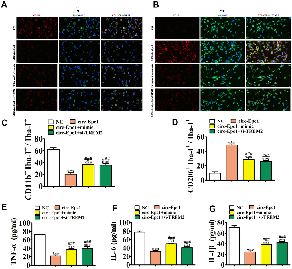 Overexpressing miR-770-3p or downregulating TREM2 reversed the effect of circ-Epc1 on M2 microglial shifting during treatment with lipopolysaccharide (1 μg/mL). (A–D) Immunofluorescence detection of macrophage polarization using Iba-I+, CD11b+, and CD206+staining. Data are presented as the mean ± SEM. ***P ###P E–G) ELISA detection showing expression of the inflammatory factors, TNF-α, IL-6, and IL-1β. Data are presented the mean ± SD (n=10). ***P #P 