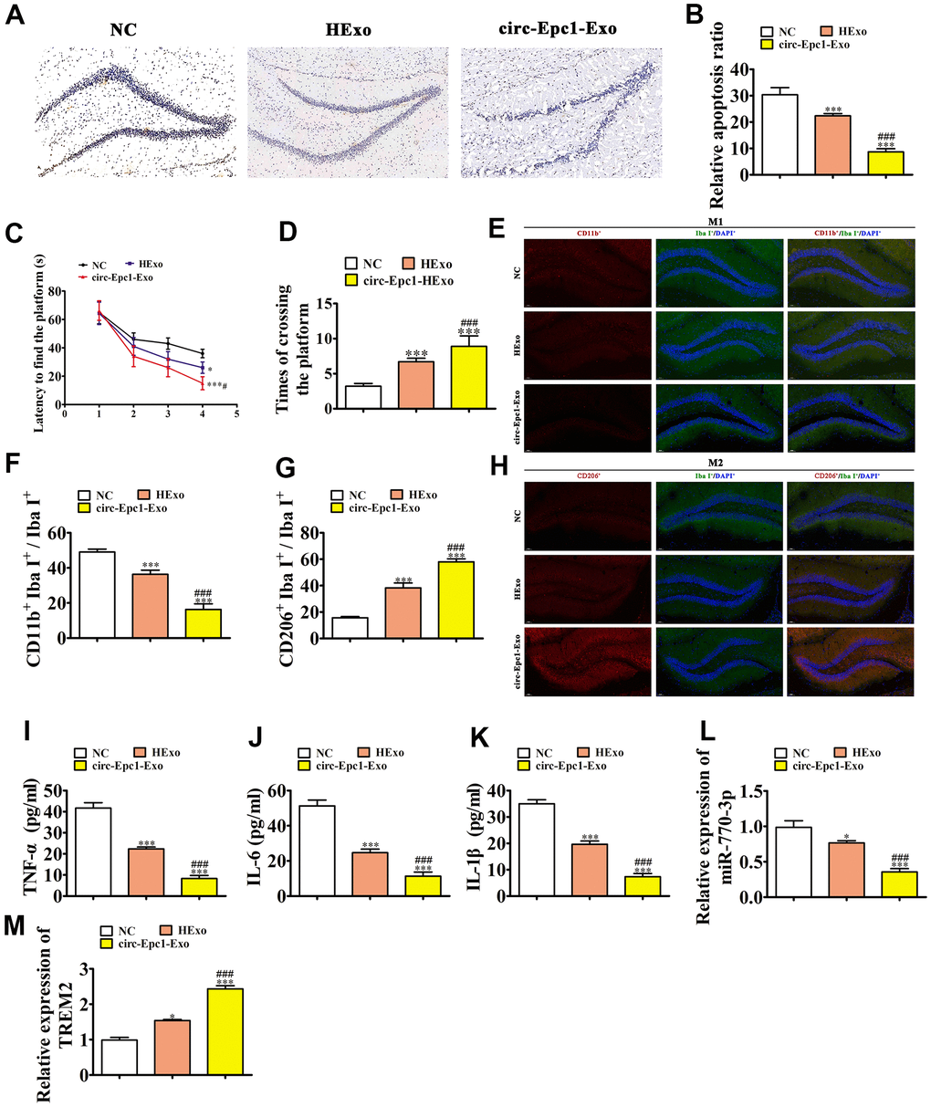 Circ-Epc1-modified ADSC exosomes (circ-Epc1-Exo) showed increased therapeutic effects at improving cognitive function by decreasing neuronal damage and shifting hippocampal microglia from M1 to M2. (A, B) Hippocampal neuron apoptosis was detected using the TUNEL assay. Data represent the mean ± SD (n=6). **P ***P #P C) Alzheimer’s disease mice exhibited a longer escape latency than exosome-treated animals. Data represent the mean ± SD (n=10). *P **P #P D) The number of platform crossings was increased in the exosome-treated group. Data represent the mean ± SD (n=10). *P ***P ###P E–H) Immunofluorescence detection of macrophage polarization using F4/80+, CD11b+, and CD206+staining. Data are presented as the mean ± SEM. ***P ###P I–K) ELISA results showing expressions of the inflammatory factors, TNF-α, IL-6, and IL-1β. Data are presented as the mean ± SEM. ***P ###P L, M) RT-qPCR showing the expressions of miR-770-3p and TREM2 in hippocampal tissues. Data are presented as the mean ± SEM. ***P ###P 