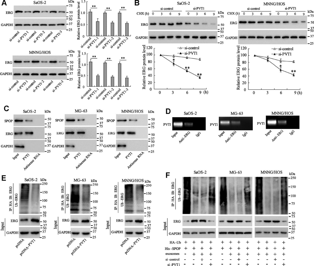 PVT1 in exosomes inhibits degradation and ubiquitination of ERG in osteosarcoma cells. Ssos-2 and MNNG/HOS cells were transfected with siRNA of PVT1 (si-PVT1) for 48 h. (A) The expression of ERG protein. (B) The degradation of ERG protein at 3, 6, and 9 hours after the treatment of the protein synthesis inhibitor, CHX (125 μg/mL). (C) The SPOP and ERG proteins were detected in PVT1-protein complex using RNA pull-down assay. Input was used as the positive control; antisense RNA was used as the negative control. (D) PVT1 was detected in ERG-RNA binding complex using RIP assay. Input was used as the positive control; IgG was used as the negative control.  (E) Ubiquitination assay: Ssos-2, MG-63, and MNNG/HOS cells were transfected with pcDNA-PVT1, HA-Ub and His-SPOP for 24 h followed by the immunoprecipitation with HA antibody and immunoblotting with ERG antibody. (F) The ubiquitination assay was also performed in PVT1-interfering osteosarcoma cells after being co-cultured with BMSC-EXO. Three independent experiments. *p