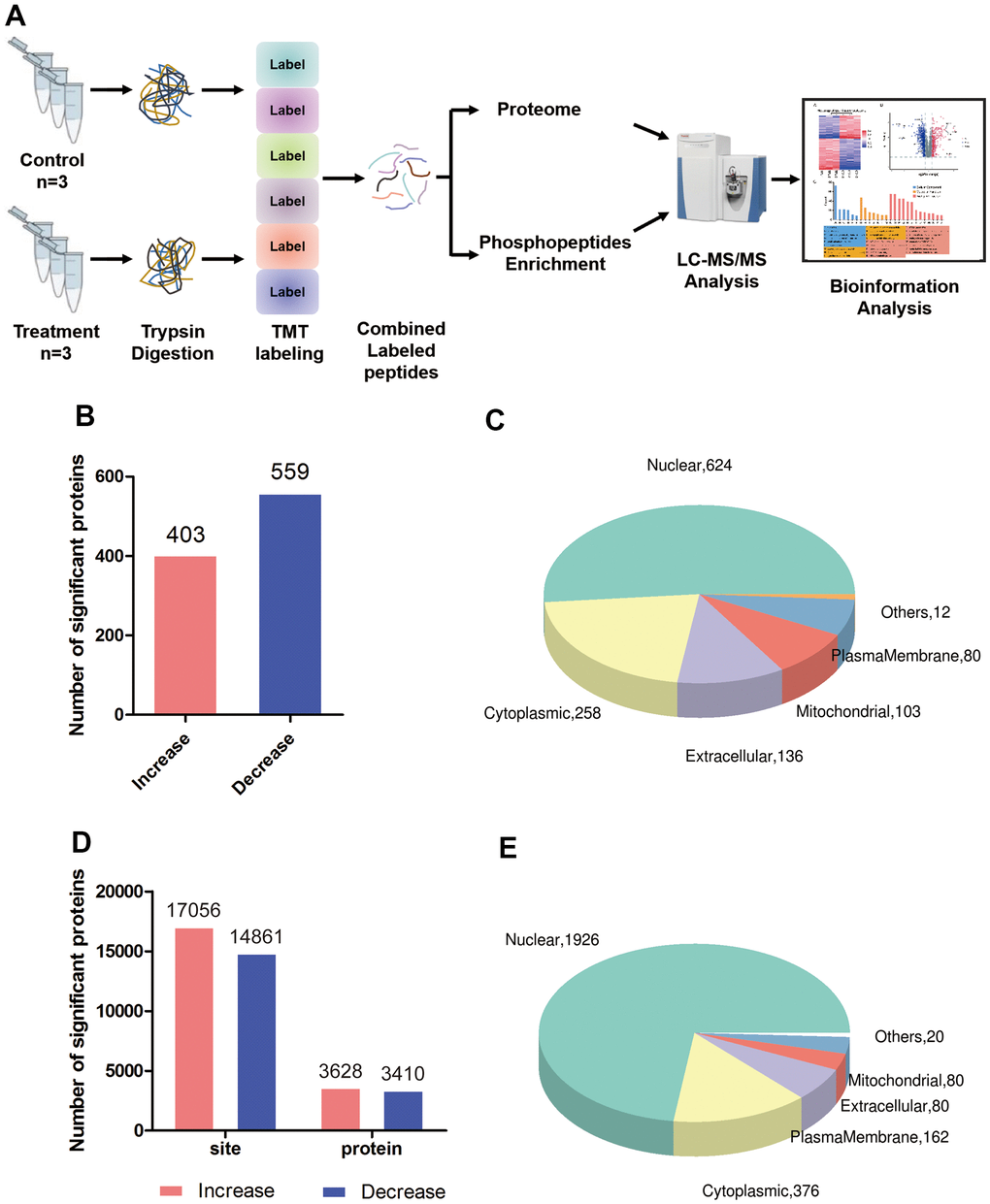 Global proteomic and phosphoproteomic analysis of colorectal cancer cells. (A) Schematic of the experimental workflow; LC, liquid chromatography; MS, mass spectrometry; TMT, tandem mass tags. (B) Numbers of proteins whose levels were significantly higher (red) or lower (blue) in triptolide-treated cell cultures than in control cultures. (C) Numbers of differentially expressed proteins in different subcellular compartments. (D) Numbers of sites in proteins whose phosphorylation was significantly higher (red) or lower (blue) in triptolide-treated cell cultures than in control cultures. (E) Numbers of differentially phosphorylated proteins in different subcellular compartments.