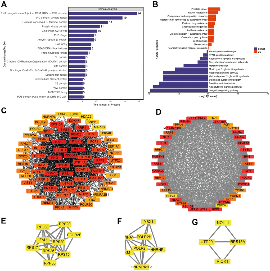 Analysis of predicted interactions among differentially expressed proteins. The four most significant modules were identified by the molecular complex detection (MCODE) algorithm. (A) Enrichment of domains in differentially expressed proteins. (B) Enrichment of KEGG pathways in differentially expressed proteins. (C) Interaction network of differentially expressed proteins. (D–G) The four most significant MCODE modules.