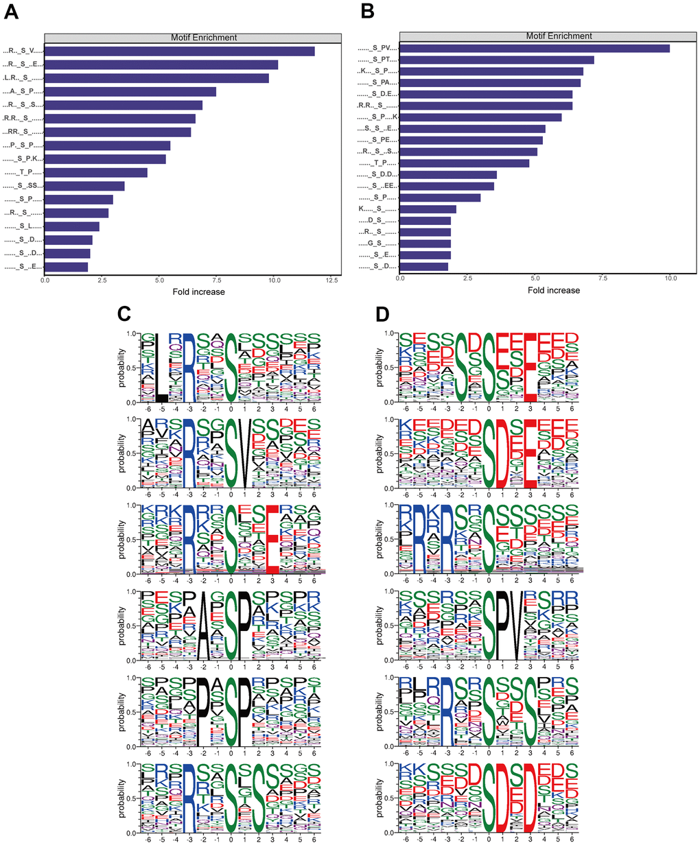 Analysis of motifs differentially phosphorylated between CRC cultures treated with triptolide or vehicle. (A) Motifs whose phosphorylation is upregulated by triptolide. (B) Motifs whose phosphorylation is downregulated by triptolide. (C) Ranking of the top six motifs upregulated by triptolide. (D) Ranking of the top six motifs downregulated by triptolide.