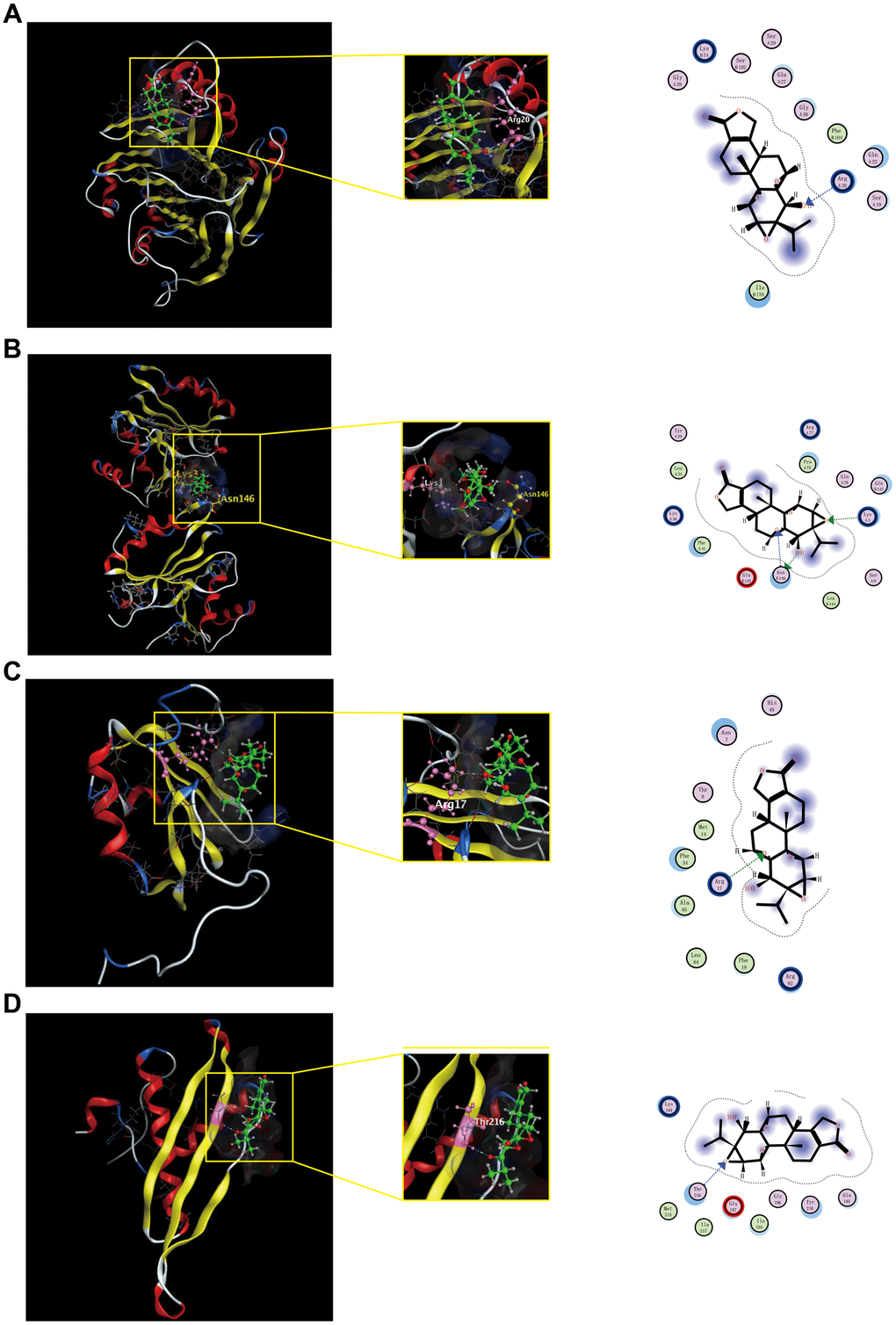 Shows the binding interactions of triptolide with the CRC-related hub genes protein. Triptolide binds to AMD1(A), IMP3(B), HNRNP(C) and DHX9(D). Ball and stick represent triptolide; cartoon represents a hub target.