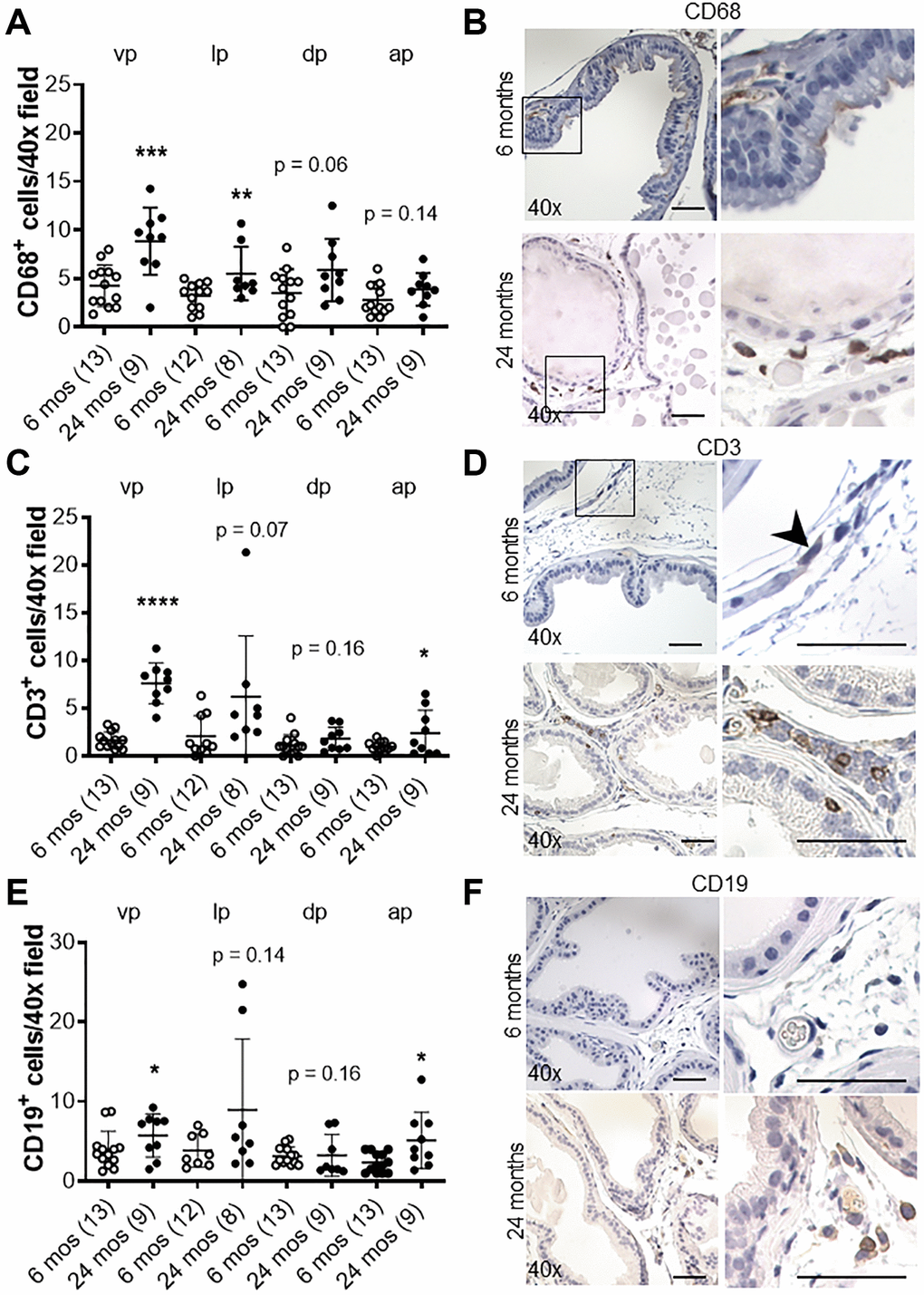 Effects of age on inflammation in the murine prostate. (A) Quantification of CD68+ macrophages in the prostate from control mice at 6 and 24 months of age. Abbreviations: vp: ventral prostate; lp: lateral prostate; dp: dorsal prostate; ap: anterior prostate. (B) CD68 immunostaining (brown) in transverse sections of prostate ventral lobes at 6 and 24 months of age. (C) Quantification of CD3+ T-cells in the prostate from control mice. (D) CD3 immunostaining (brown) in transverse sections of prostate ventral lobes. Black arrow indicates CD+ cell. (E) Quantification of CD19+ B-cells in the prostate from control mice. (F) CD19 immunostaining (brown) in transverse sections of prostate ventral lobes. Data represent mean ± S.D, number of mice in each group in parentheses. Lobes which had been washed away during staining process were not quantified. Original magnification, 40×, inset 40×. *p **p 