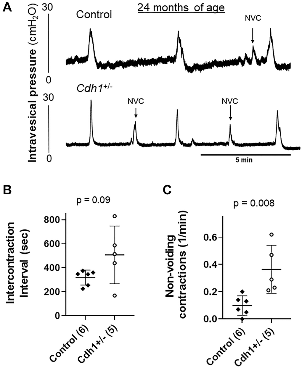 Impact of prostate-specific E-cadherin deficiency on bladder cystometry in mice analyzed at 24 months of age. (A) Representative cystometric tracings for Control and Cdh1+/- mice at 24 months of age. (B) Intercontraction interval. (C) Number of non-voiding contractions (NVC). Number of mice in each group in parentheses.