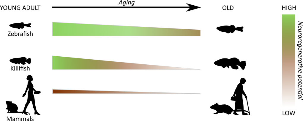 Differences in regenerative ability of the central nervous system through species and aging. In contrast to zebrafish that maintain their neuroregenerative capacity throughout adulthood, killifish completely lose this ability upon aging and do not functionally recover from central nervous system damage. As such, with age, the regenerative response of the killifish central nervous system switches to one that resembles (young) adult mammals.