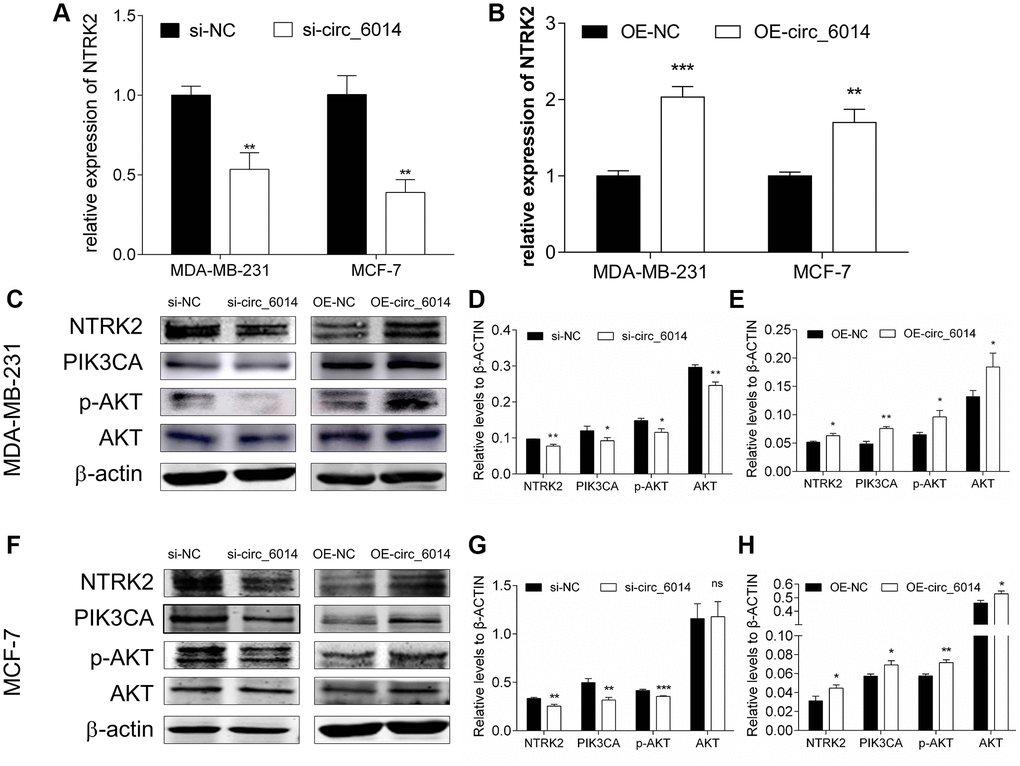 The influence of circ