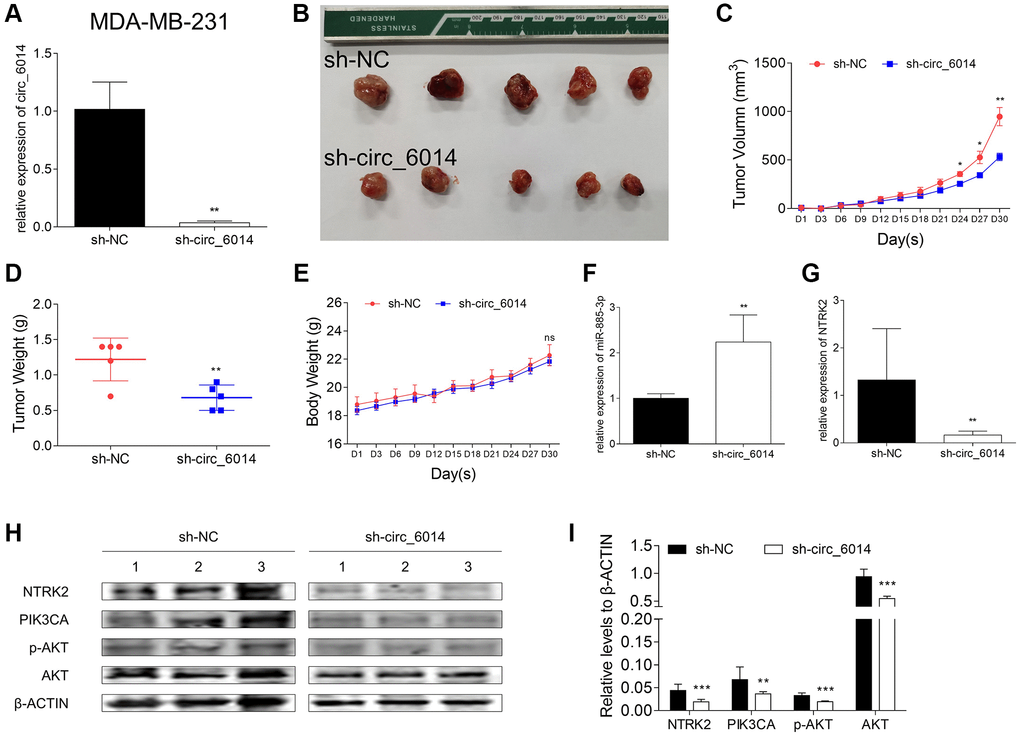 Xenograft experiments in female nude mice with circ