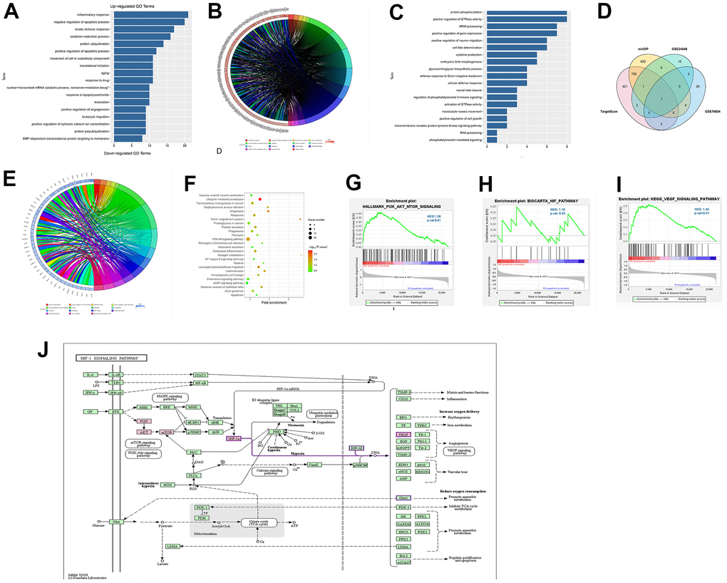 Enrichment analysis by GO and KEGG. (A, B) The enriched terms of up-regulated pathways. (C, D) The enriched terms of down-regulated pathways. (E) The KEGG pathway diagram showed the PI3K/Akt signaling pathway and other pathways. (F–I) GSEA showed the enrichment of DEGs in the PI3K/Akt/mTOR pathway, HIF pathway and VEGF pathway. (J) KEGG online tool query showed that PI3K/AKT/mTOR was correlated with HIF and VEGF.