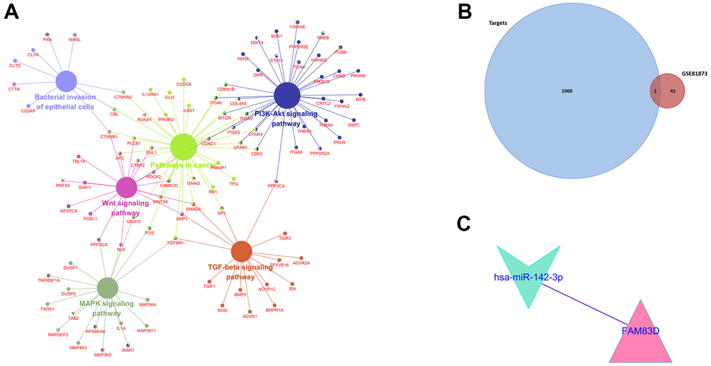 (A). KEGG pathway enrichment analysis of potential target mRNAs. (B). Venn Diagram of GSE81873 and GSE27651. (C). Identified target mRNAs and miRNA-mRNA regulatory network.