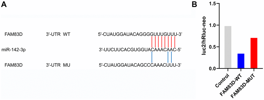 FAM83D is a direct target of miR-142-3p in OC cells. (A) Putative binding sites in FAM83D 3’UTR for miR-142-3p were predicted by bioinformatics analysis (microRNA.org). (B). Validation of luc2/hRluc-neo between miR-142-3p and FAM83D.