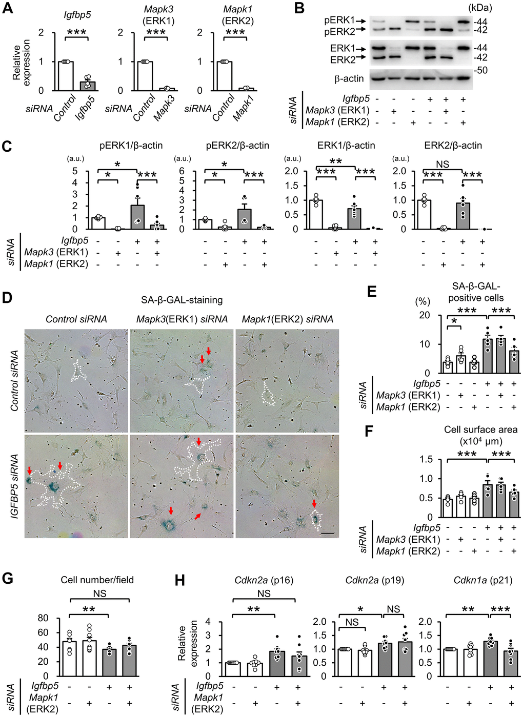 Effect of knockdown of ERK1 or ERK2 on cellular senescence induced by IGFBP5 knockdown. (A) Levels of Igfbp5, Mapk3 (ERK1), and Mapk1 (ERK2) mRNA. Knockdown was confirmed by an RT-qPCR method. N=5 in each group. ***PB) Representative immunoblots for phospho-Thr202/Tyr204-ERK1/2 (pERK1 and pERK2), ERK1, ERK2, and β-actin. P2 MEFs were transfected with control siRNA or Igfbp5 siRNA followed by additional transfection with either control, Mapk3 (ERK1), or Mapk1 (ERK2) siRNA. Cells were analyzed at 48 after transfection. (C) Quantitative data for pERK1, pERK2, total ERK1 and total ERK2 levels normalized to β-actin. N=4-7. (D) Representative images of SA-β-GAL staining in cells treated as in (B). A white dotted line in each field was added to visualize the representative outline of the cell. Red arrows indicate cells positive for SA-β-GAL staining. Scale bar, 100 μm. (E) Summary of the percentage of SA-β-GAL-positive cells. N=5 from three independent experiments. (F) Summary of cell surface area. N=5. (G) Analysis of cell number per field (1449 μm x1087 μm) in MEFs treated as in (D). N=8 in each group. (H) Levels of Cdkn2a (p16 and p19) and Cdkn1a (p21) mRNA. N=8 in each group. *PC, E–H). Data are represented as mean +/- SEM. a.u.: arbitrary unit. NS: not significant.