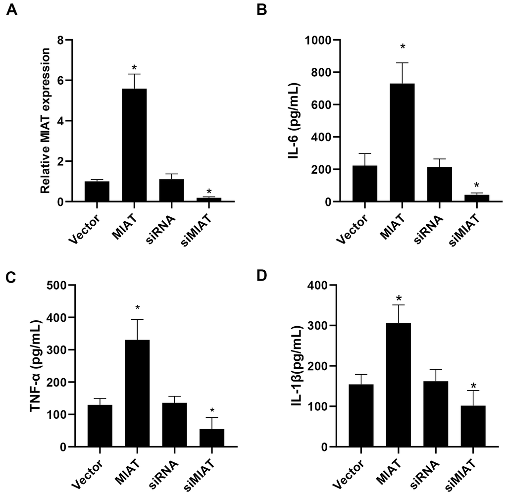 lncMIAT upregulates inflammatory cytokine secretion in PBMCs. (A) Transfection efficacy of lncMIAT and siMIAT was measured in PBMCs by RT-qPCR assays. GAPDH was used as control. (B–D) ELISA assays of IL-6, TNF-α and IL-1β were performed with the cultured medium of transfected cells. Elevated lncMIAT expression increased inflammatory cytokine secretion in PBMCs, while lncMIAT silencing reduced inflammatory cytokine levels. *, p 