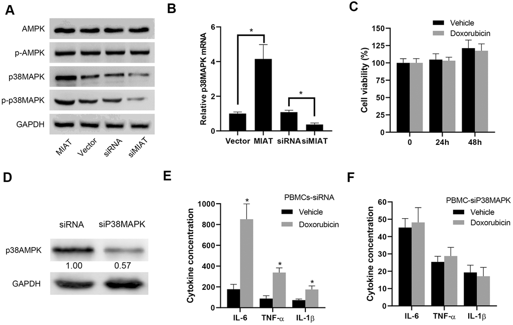 lncMIAT increases p38MAPK expression to upregulate inflammatory cytokine secretion. (A) The expression levels of AMPK, p38MAPK and corresponding phosphorylated proteins were measured in the lncMIAT overexpressing and silencing PBMCs with Western blot assays. GAPDH was used as loading control. (B) The mRNA expression of p38MAPK was analyzed with the transfected PBMCs and corresponding control cells with PT-qPCR assays. (C) CCK-8 assays were performed to evaluate the PBMCs cell viability, which were treated with Doxorubicin (1 μM) for 24h or 48h. (D) p38MAPK knockdown PBMCs were established. The p38MAPK protein levels were confirmed with Western blot assays. GAPDH was used as control. (E, F) The inflammatory cytokine secretion of IL-6, TNF-α and IL-1β were measured with ELISA assays in the transfected PBMCs, which were treated with Doxorubicin (1 μM). *, p 