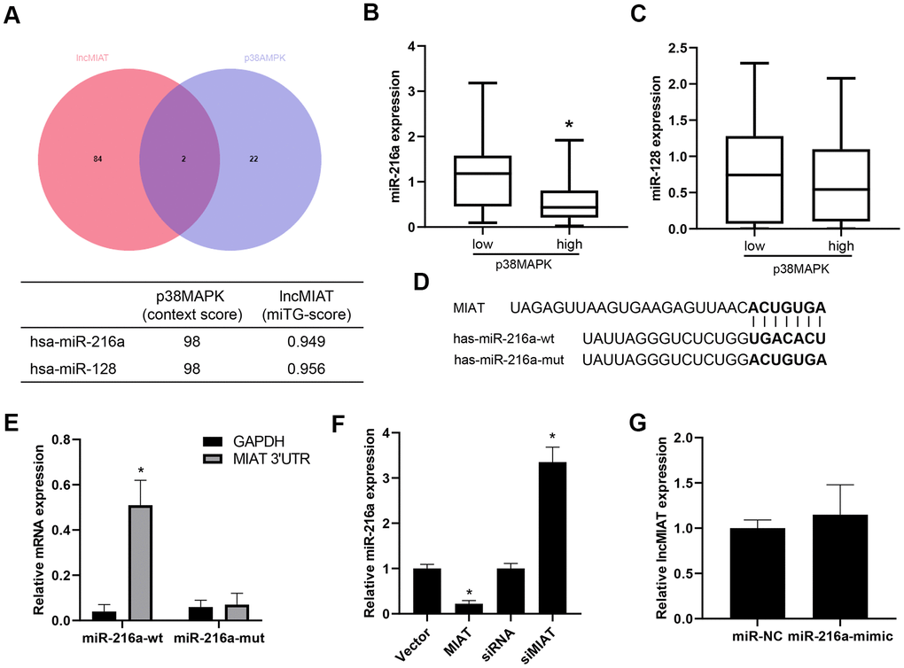lncMIAT directly binds with miR-216a. (A) Bioinformatic analysis was performed for the miRNAs which were potentially interacted with lncMIAT and p38MAPK. VENN analysis was performed for the miRNA targets in common. (B, C) The expression levels of miR-216a and miR-128 was compared between p38MAPK high and low group in our cohort (n = 40). (D) LncBase v.2 analysis predicted the binding site of lncMIAT and miR-216a. Wild type and mutant miR-216a were prepared as the sequence shown in diagram. (E) PBMCs were co-infected with lncMIAT and miR-216a-wt or miR-216a-mut. Relative levels of lncMIAT and GAPDH were analyzed in the miR-216a pulled down pellet with RT-qPCR assays. (F) RT-qPCR assays were performed for the miR-216a expression in lncMIAT overexpressing or silencing cells. Negative correlation was observed between lncMIAT and miR-216a expression. (G) lncMIAT expression levels were detected in miR-216a negative control (NC) or mimics infected cells, which were analyzed with RT-qPCR assays. *, p 