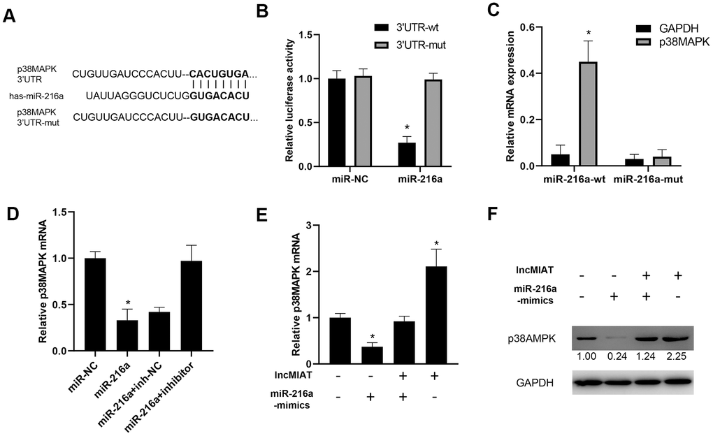 lncMIAT/miR-216a axis regulates p38MAPK expression in PBMCs. (A) Targetscan 7.2 predicted a binding site of 3’UTR of p38MAPK by miR-216a. And mutant 3’UTR of p38MAPK was prepared for further analysis. (B) Luciferase assays were performed with wild type or mutant 3’-UTR of p38MAPK, to examine the impact of miR-216a for luciferase activity. (C) Cells were transfected with wild-type or mutant miR-216a and 3’-UTR of p38MAPK. RNA pull-down assays were performed for the interacted 3’-UTR of p38MAPK. (D) RT-qPCR assays were performed for p38MAPK expression levels in miR-216a or inhibitor transfected cells. (E, F) lncMIAT and miR-216a mimics were co-transfected in PBMCs as indicated. The expression levels of p38MAPK mRNA were detected by RT-qPCR (E) and Western blot (F). *, p 