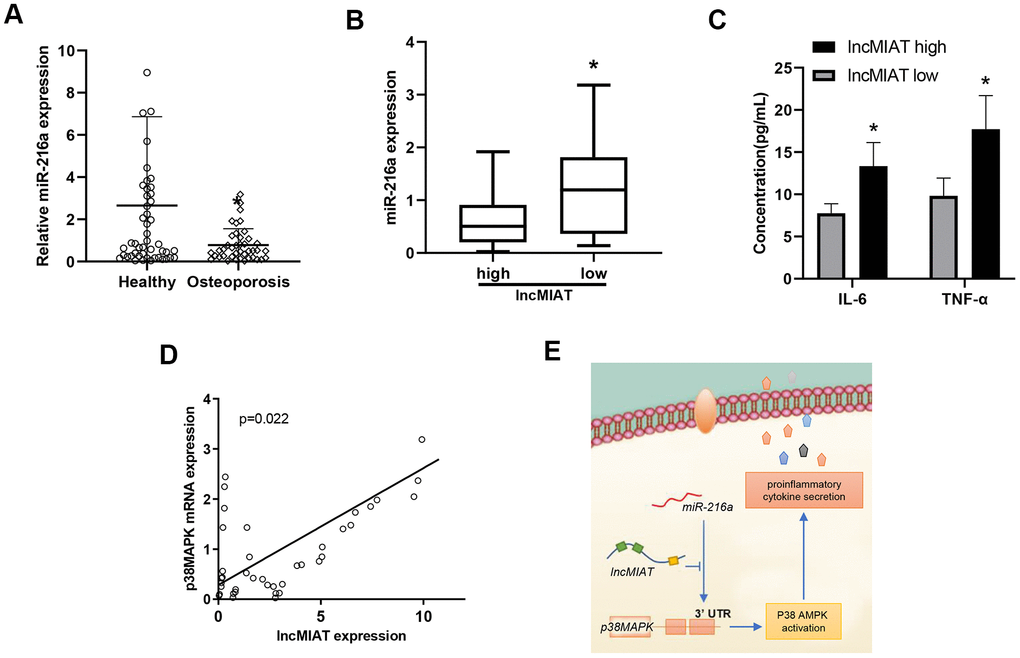 The relationship between the expression of lncMIAT/miR-216a and p38MAPK in PBMCs. (A) The comparison of miR-216a levels in PBMCs was performed between osteoporosis patients and healthy participants, which was detected by RT-qPCR analysis. (B) The miR-216a expression levels were compared between low lncMIAT and high lncMIAT groups. (C) The plasma concentration of IL-6 and TNF-α was compared between lncMIAT high and low expression group in our cohort. Totally 32 post-menopausal patients with complete test results were collected for the analysis. (D) Linear regression model was used for the correlation of lncMIAT and p38MAPK expression in PBMCs from osteoporosis patients. *, p E) A graphic summary for LncMIAT contributing to proinflammatory cytokine secretion in post-menopausal osteoporosis.