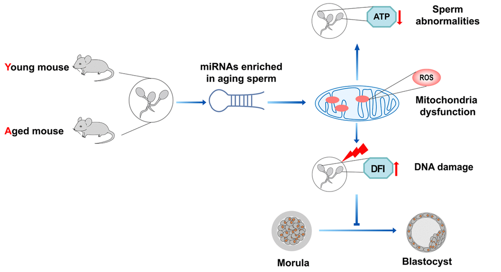 MicroRNAs in aging male reproduction. Abnormal increased miRNAs in aging sperm might induce mitochondrial dysfunction, reduce ATP production, perturb early embryonic development.