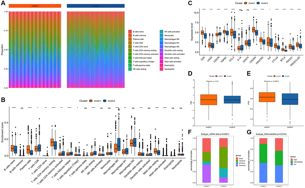 Comparison and analysis of feature subtypes of edge perturbation. (A) Infiltration scores of 22 immune cells in different samples: Different colors represent different immune infiltrating cells. The abscissa axis represents different samples; the ordinate axis represents the proportion of different immune cells. (B) Comparison of the differences of 22 immune cell infiltration scores among different cluster subtypes: The abscissa axis represents different types of immune cells; the ordinate represents the proportion of infiltrated immune cells. (C) Comparison of the expression levels of important immune checkpoint molecules among different cluster subtypes. (D) TIDE comparison between cluster 1 and cluster 2: The abscissa axis represents different clusters; the ordinate axis represents TIDE. (E) IFNG comparison between cluster 1 and cluster 2: The abscissa axis represents different clusters; the ordinate axis represents IFNG. (F) Comparison of mRNA expression levels among different subtypes: The different colors represent the known pathological types of NSCLC. The abscissa axis represents different clusters, and the ordinate axis represents the expression level of mRNA. (G) Comparison of DNA methylation levels among different subtypes: The different colors represent the levels of DNA methylation. The abscissa axis represents different clusters, and the ordinate axis represents the proportion of samples with different levels of DNA methylation.