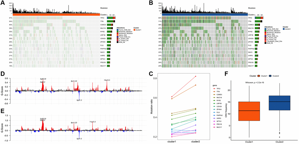 Comparison of genome alterations between cluster 1 and cluster 2. (A) The distribution of 15 mutated genes in cluster 1 among the co-occurring genes with mutation frequencies in the top 20 of the two clusters. (B) The distribution of 15 mutated genes in cluster 2 among the co-occurring genes with mutation frequencies in the top 20 of the two clusters. (C) Comparison of the mutation ratios of 14 genes in the two clusters. (D) Distribution of concentrated copy number amplification and deletion regions in the cluster 1. (E) Distribution of concentrated copy number amplification and deletion regions in the cluster 2. (F) Frequency distribution of copy number variation among subtype samples.