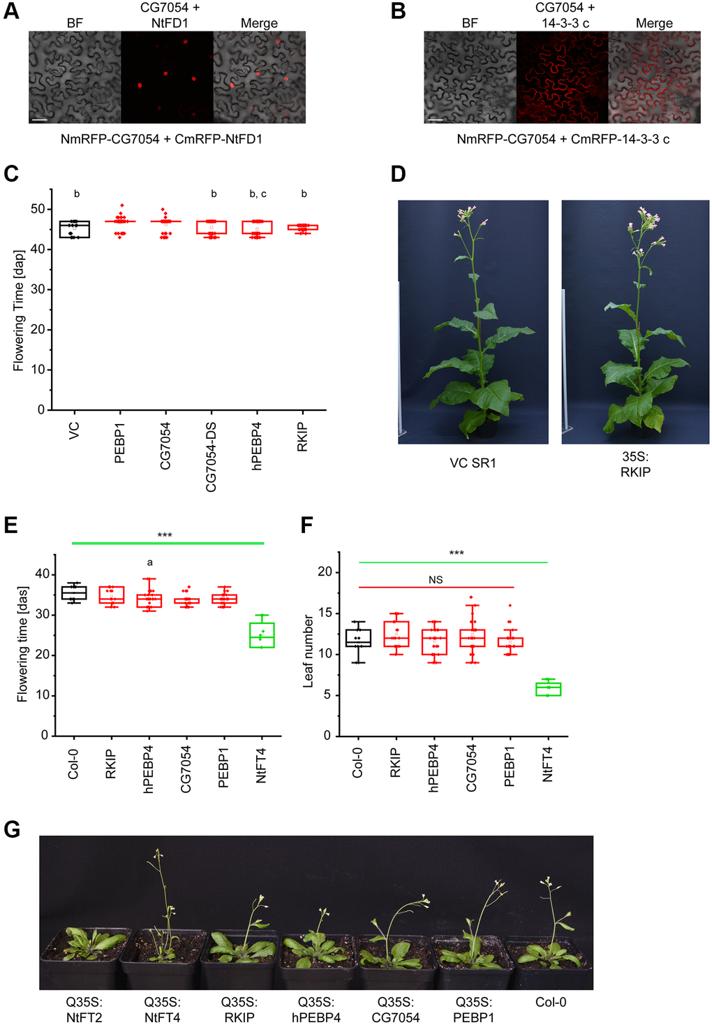Expression of animal PEBPs in tobacco and Arabidopsis. (A) Bimolecular fluorescence complementation (BiFC) in infiltrated Nicotiana benthamiana leaves, representatively showing the interaction between Drosophila PEBP (NmRFP-CG7054) and NtFD1 (CmRFP-NtFD1). (B) BiFC representatively showing the interaction between Drosophila PEBP (NmRFP-CG7054) and tobacco 14-3-3 c (CmRFP-14-3-3 c). Scale bar = 50 μm. (C) Flowering time of tobacco lines expressing PEBP1, CG7054, CG7054-DS, RKIP or hPEBP4 under the control of the cauliflower mosaic virus 35S promoter. Abbreviation: VC: vector control. Flowering time was measured under long-day (LD) conditions in days after potting (dap). Data are means ± SEM, n = 50 (PEBP1, CG7054, CG7054-DS, RKIP and hPEBP4), n = 10 (VC). Significance was tested by one-way ANOVA and Tukey’s post hoc test (b significant compared with PEBP1, c significant compared with CG7054, all other comparisons non-significant). (D) Representative image of a transgenic tobacco plant expressing RKIP compared with the VC. Flowering time (E) and rosette leaf number at the onset of flowering (F) of transgenic Arabidopsis lines expressing RKIP, hPEBP4, CG7054, PEBP1 or the floral inducer NtFT4 under the control of the quadruple cauliflower 35S promoter. Col-0 = wild type A. thaliana Col-0 ecotype used for transformation. Flowering time was measured under LD conditions in days after seeding (das). Data are means ± SEM, n = 30 (CG7054, CG19594), n = 29 (hPEBP4), n = 19 (RKIP), n = 10 (Col-0), n = 8 (NtFT4); ****p a significant compared with Col-0 (p = 0.091) with all other comparisons being non-significant). Abbreviation: NS: no significant differences in any pairwise comparison. All p-values are provided in Supplementary Table 9. (G) Representative images of transgenic Arabidopsis plants expressing different PEBPs. Col-0 wild type plants (far right), and early flowering Q35-S:NtFT4 (left) and late flowering Q35-S:NtFT2 (far left) plants are shown in comparison with plants expressing the animal PEBPs.