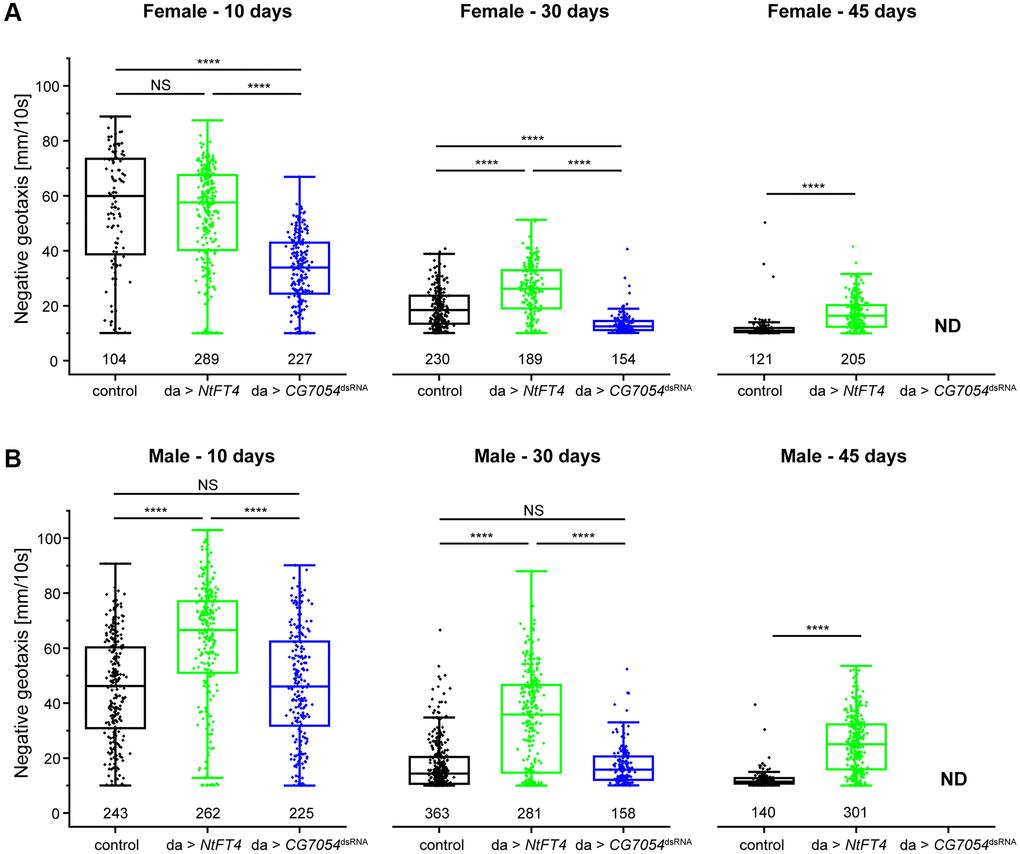 Locomotor behavior of long-lived (da > NtFT4) or short-lived (da > CG7054dsRNA) Drosophila populations at different ages. Rapid iterative negative geotaxis (RING) assay with virgin female (A) and male (B) flies at 10, 30 or 45 days old. The locomotor behavior was analyzed in the filial generation after mating Oregon-R (control, black), UAS-NtFT4 (green) or UASt-CG7054dsRNA (blue) flies with the da-Gal4 driver strain. Negative geotaxis was plotted as average velocity (mm/10 s) and was traced for all tracks traveled in the population (numbers below plots). Significance was tested by one-way ANOVA and Tukey’s post hoc test between control, da > NtFT4 and da > CG7054dsRNA (****p NS: not significant). All p-values are provided in Supplementary Table 9.