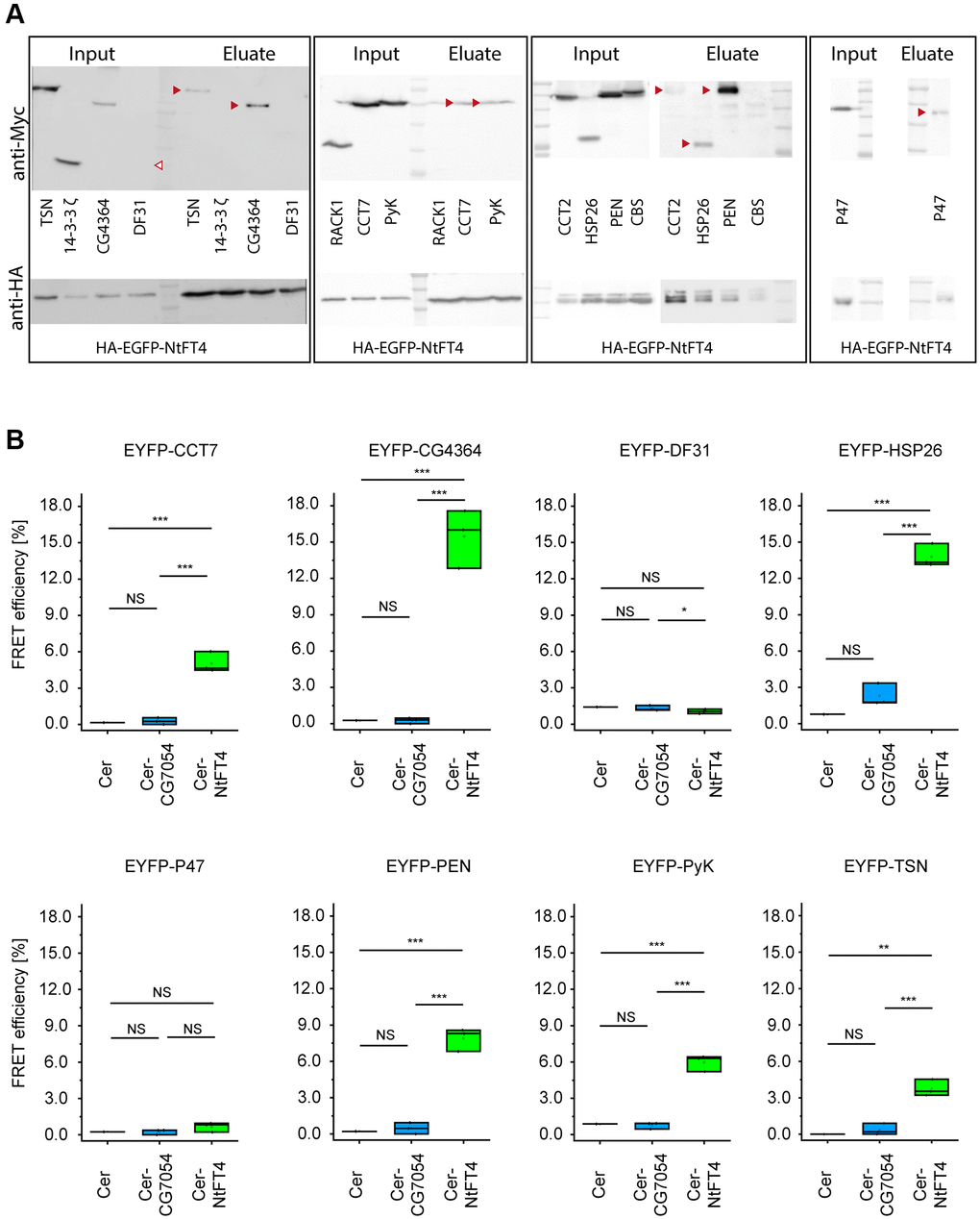 Interaction partners of NtFT4 identified in immunoprecipitated protein complexes after transient expression in S2 cells. The abundance of the interaction partners was confirmed by immunodetection using mouse anti-Myc (top) or rabbit anti-HA (bottom) antibodies in the extracts and successful precipitation with magnetic anti HA-beads was confirmed by the detection of HA-EGFP-NtFT4 in the eluates. (A) Western blots of extracts (Input) and eluates after co-immunoprecipitation (Eluate) following transient co-transfection of S2 cells with HA-EGFP-NtFT4 plus Myc-Tsn, Myc-14-3-3 ζ, Myc-CG4364, Myc-Df31, Myc-Rack1, Myc-CCT7, Myc-PyK, Myc-CCT2, Myc-Hsp26, Myc-Pen, Myc-Cbs or Myc-p47. Detection of co-immunoprecipitated proteins in the eluate is indicated by red arrowheads. Df31 was not detected in extracts under the mild conditions used for immunoprecipitation (empty arrowhead). (B) Analysis of FRET efficiency in co-transfected cells expressing the donors Cerulean (Cer, negative control), Cer-NtFT4 or Cer-CG7054 plus the acceptors EYFP-CCT7, EYFP-CG4364, EYFP-Df31, EYFP-Hsp26, EXFP-p47, EYFP-Pen, EYFP-PyK or EYFP-Tsn by flow cytometry. Gating strategy and representative controls are shown in Supplementary Figure 8. Cer-NtFT4 and Cer-CG7054 were co-transfected in three independent triplicates (n = 3) and statistical significance was tested by one-sample t-test (****p ***p **p *p NS: not significant).