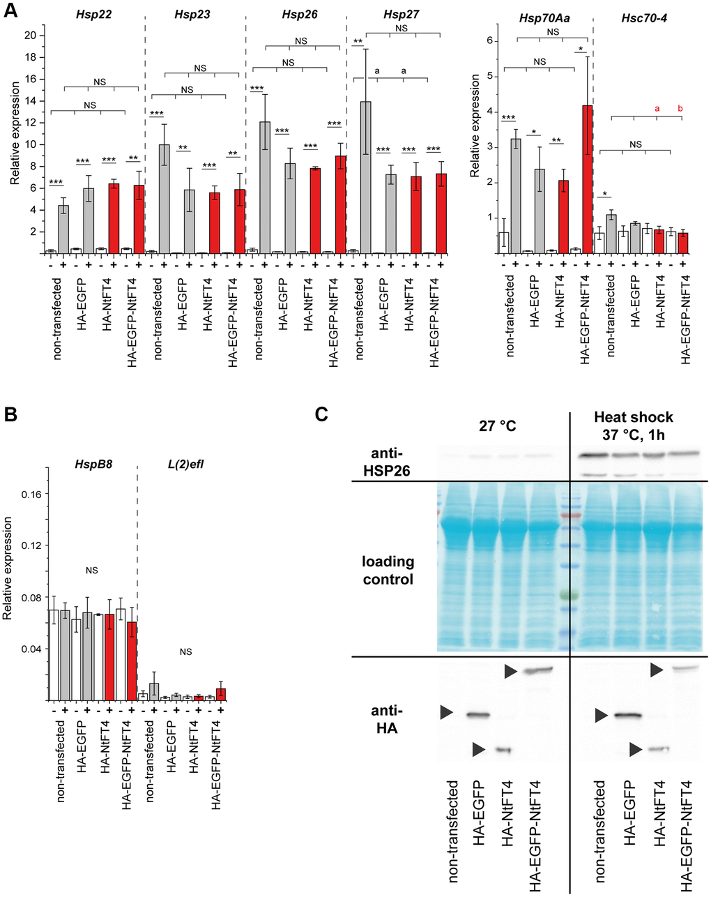 Transfection and heat stress response of heat shock proteins in S2 cells. Expression of stress-responsive (Hsp22, Hsp23, Hsp26, Hsp27, Hsp70Aa and Hsc70–4) (A) and non-responsive (HspB8 and l(2)efl) (B) heat shock protein genes in S2 cells after transient transfection with HA-EGFP, HA-NtFT4 or HA-EGFP-NtFT4 compared to non-transfected cells. After transfection and induction of gene expression, cells were cultivated at 27°C (–, white bars) or stressed by heat shock at 37°C for 1 h (+, gray bars show controls and red bars show NtFT4). Relative gene expression was analyzed by qRT-PCR using Gapdh2 as a reference. Data are means ± SEM (n = 3). Significance was tested by one-way ANOVA and Tukey’s post hoc test for responses to transfection (untransfected vs. HA-EGFP vs. HA-NtFT4 vs. HA-EGFP-NtFT4; a = significant compared to nontransfected cells, p b = significant compared to nontransfected cells, p NS: not significant including all remaining comparisons) and using a t-test for pairwise comparisons of individual responses to heat shock (****p ***p **p *p NS: not significant). (C) Immunodetection of HSP26 following the transient transfection of S2 cells with HA-EGFP, HA-NtFT4 or HA-EGFP-NtFT4 compared with nontransfected cells. The response of HSP26 to transfection and to heat shock at 37°C was analyzed 1 h after treatment by extracting proteins for immunodetection using anti-HSP26 antibodies (top right). The transient expression of HA-EGFP, HA-NtFT4 or HA-EGFP-NtFT4 was confirmed using anti-HA antibodies (bottom, arrowheads). All p-values are provided in Supplementary Table 9.