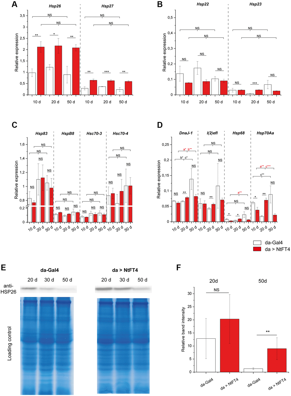 Expression of heat shock genes during aging in flies expressing NtFT4. Relative expression of two small heat shock protein genes directly associated with aging (Hsp26 and Hsp27) (A), of the two small heat shock protein genes Hsp22 and Hsp23 (B), of larger heat shock protein genes Hsp83, HspB8, Hsc70-3 and Hsc70-4 (C), and of weakly-expressed heat shock protein genes DnaJ-1, l(2)efl, Hsp68 and Hsp70Aa (D) in female da > NtFT4 flies aged 10, 20 and 50 d, compared with da-Gal4 flies by quantitative RT-PCR. Relative expression was calculated using Gapdh2 as a reference gene. Data are means ± SEM (n = 3). Significance was tested by one-way ANOVA and Tukey’s post hoc test for changes during age (10 d vs. 20 d vs. 50 d) and using a t-test for pairwise comparisons between da-Gal4 and da > NtFT4 flies (***p **p *p NS: not significant; a = significant between 10 d and 20 d, b = significant between 10 d and 50 d, c = significant compared between 20 d and 50 d). (E) Western blot showing the detection of HSP26 in protein extracts from female da > NtFT4 flies aged 10, 20 and 50 d, compared with da-Gal4 flies. A representative Western blot is shown for anti-HSP26 and comparable protein loading was ensured by staining with Coomassie Brilliant Blue. (F) Quantification of relative band intensities from three independent Western blot samples from 20 d (highest levels of HSP26 protein) and 50 d old flies. The relative band intensity was measured with imageJ and calculated by referring to the weakest band on each blot (50 d old da-Gal4 flies). Data are means ± SEM (n = 3), p = 0.029 (t-test), Abbreviation: NS: not significant. The p-values of all comparisons are provided in Supplementary Table 9.